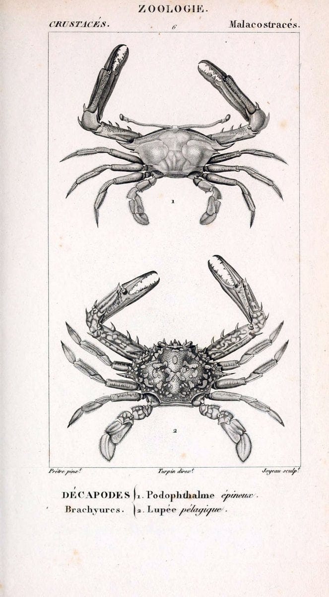 ConsidÃ©rations gÃ©nÃ©rales sur la classe des crustacÃ©s :.Paris :F.G. Levrault,1825.  | Crustacea France Zoology  | Vintage Print Reproduction 447277