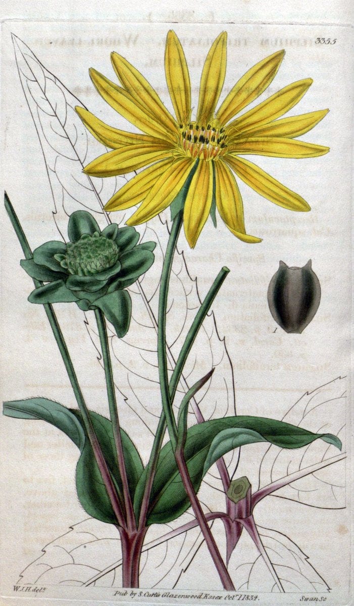 Curtis's botanical magazine..London ;New York [etc.] :Academic Press [etc.]. |  | Vintage Print Reproduction 447290