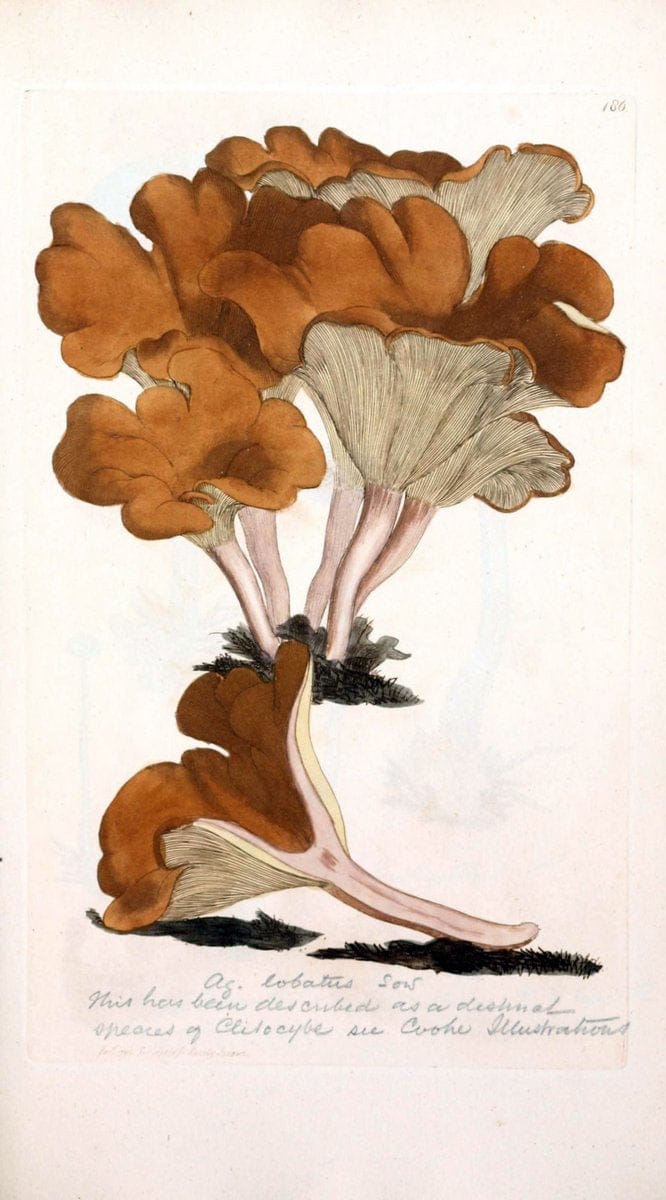 Coloured figures of English fungi or mushrooms. London,Printed by J. Davis,1797-[1809]. | England Mushrooms  | Vintage Print Reproduction 447296