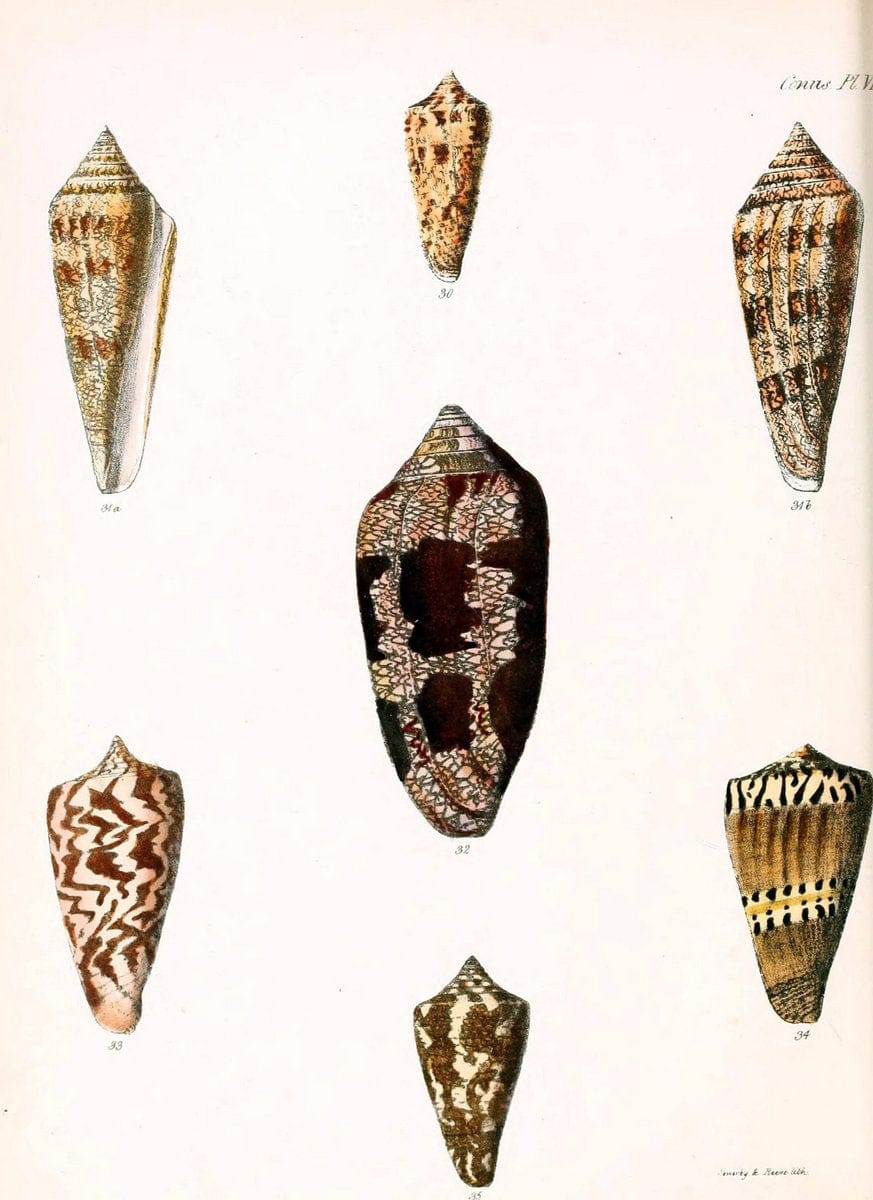 Conchologia iconica, or, Illustrations of the shells of molluscous animals. v.1London :Reeve, Brothers,1843-1878. |  | Vintage Print Reproduction 447298