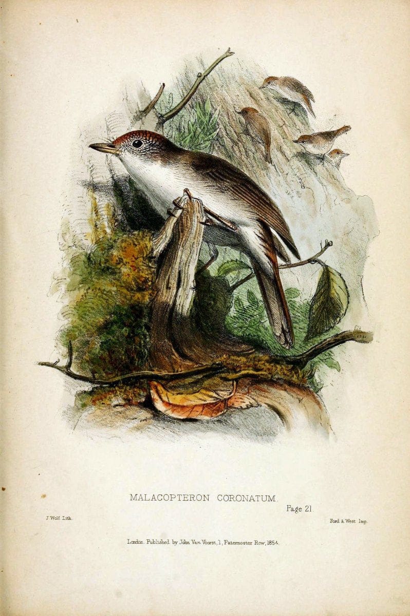 Contributions to the natural history of Labuan, and the adjacent coasts of BorneoLondon :J. Van Voorst,[1855] |  | Vintage Print Reproduction 447299