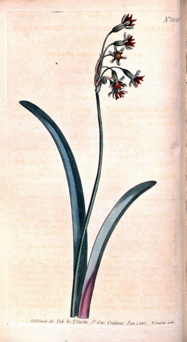 Curtis's botanical magazine. London ;New York [etc.] :Academic Press [etc.]. | Botany Periodicals "Pictorial works"  | Vintage Print Reproduction 447315
