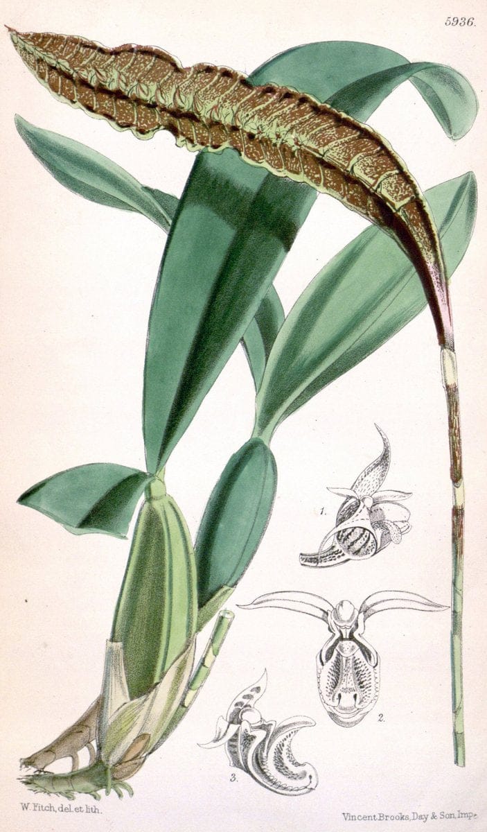 Curtis's botanical magazine. London ;New York [etc.] :Academic Press [etc.]. | Botany Periodicals "Pictorial works"  | Vintage Print Reproduction 447317