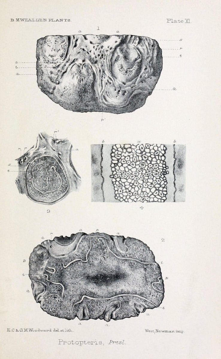 Catalogue of the Mesozoic plants in the Department of Geology, British Museum (Natural History).London,Trustees of the B.M.,1894-1915.  | Vintage Print Reproduction 447321