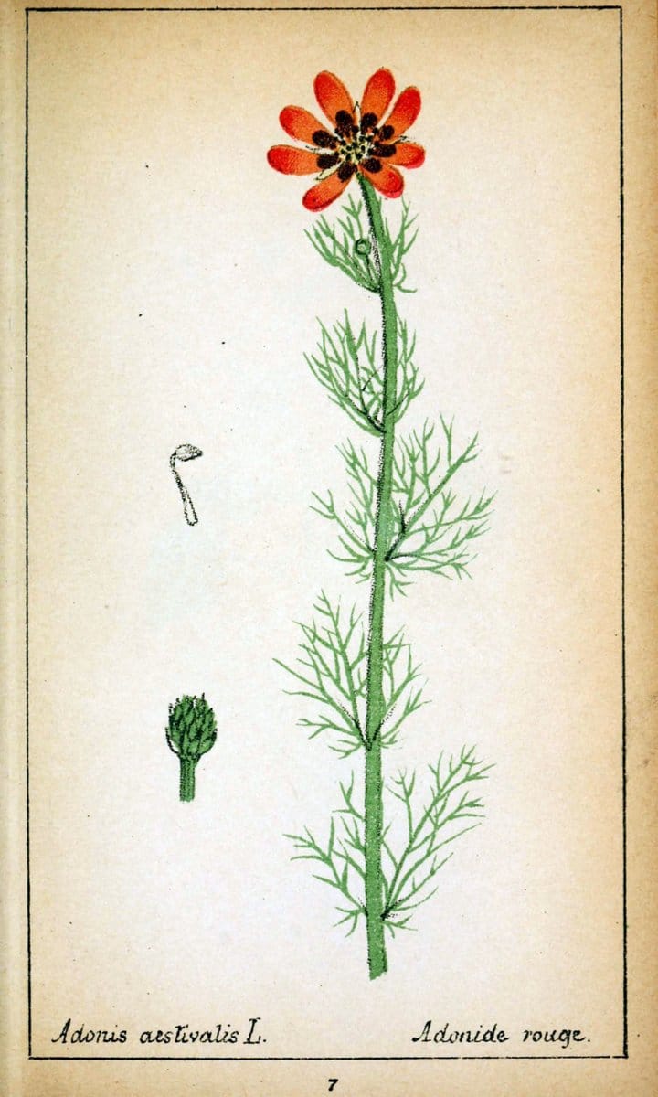Choix de plantes de l'Europe centrale et particuliÃ¨rement de la Suisse et de la SavoieGe | Europe Central "Pictorial works" Plants "Savoy (France and Italy)" Switzerland  | Vintage Reproduction 447323