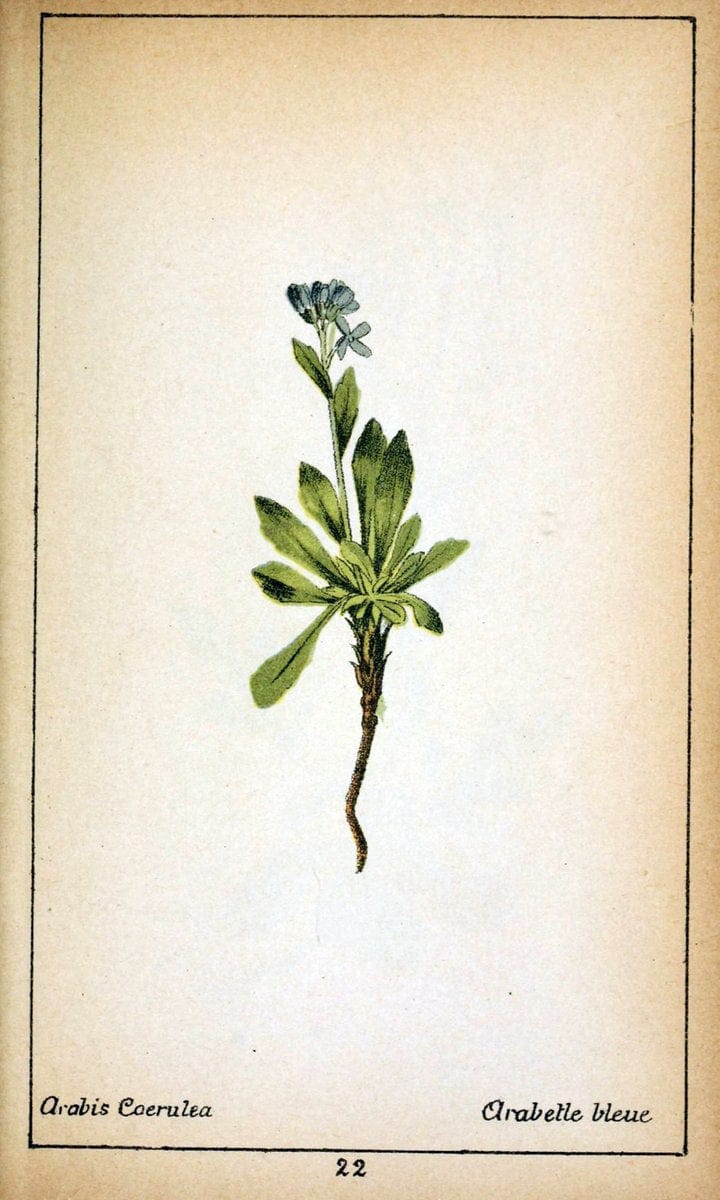 Choix de plantes de l'Europe centrale et particuliÃ¨rement de la Suisse et de la SavoieGe | Europe Central "Pictorial works" Plants "Savoy (France and Italy)" Switzerland  | Vintage Reproduction 447324