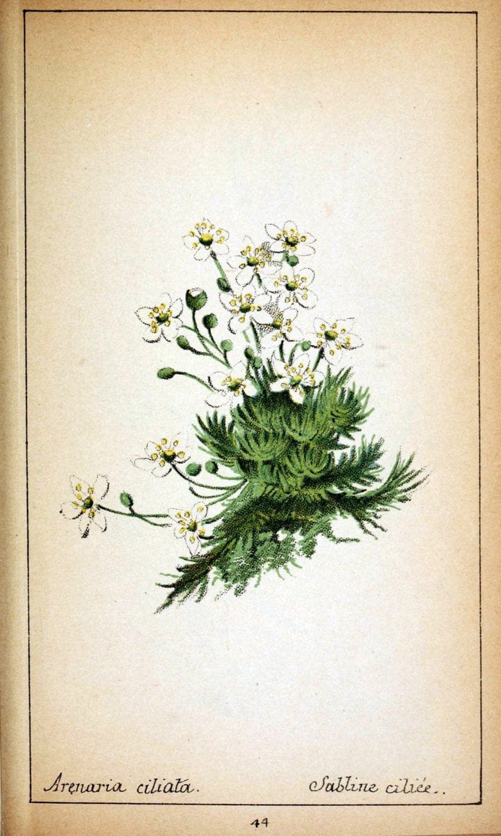 Choix de plantes de l'Europe centrale et particuliÃ¨rement de la Suisse et de la SavoieGe | Europe Central "Pictorial works" Plants "Savoy (France and Italy)" Switzerland  | Vintage Reproduction 447325