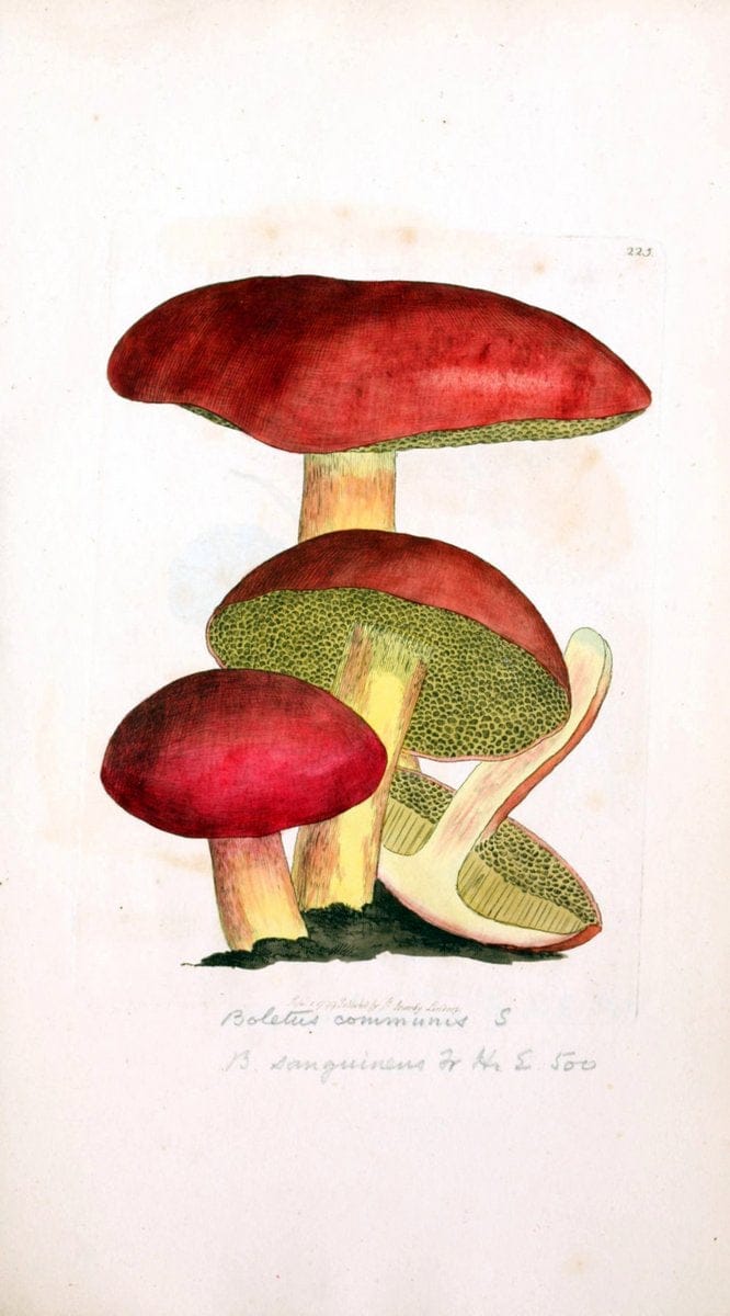 Coloured figures of English fungi or mushrooms. London,Printed by J. Davis,1797-[1809]. | England Mushrooms  | Vintage Print Reproduction 447328