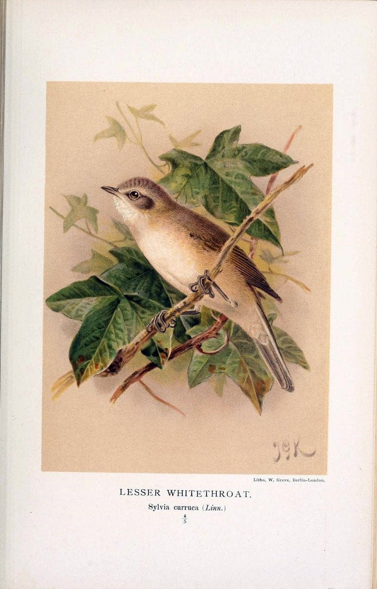 Coloured figures of the birds of the British Islands / issued by Lord Lilford. London :R | 59.82(42) Birds "Great Britain" "Pictorial works"  | Vintage Print Reproduction 447330
