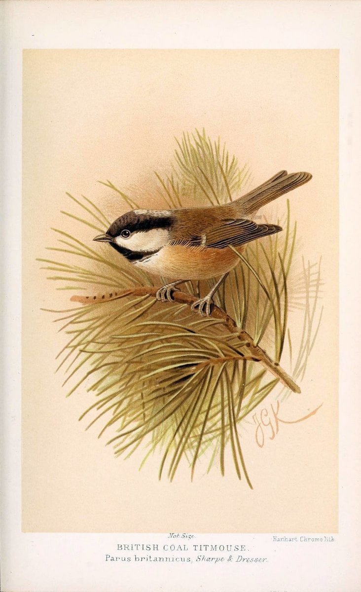 Coloured figures of the birds of the British Islands / issued by Lord Lilford. London :R | 59.82(42) Birds "Great Britain" "Pictorial works"  | Vintage Print Reproduction 447331