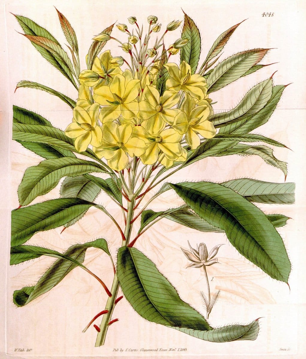 Curtis's botanical magazine. London ; New York [etc.] :Academic Press [etc.]. | "Botanical illustration" Botany Periodicals "Pictorial works" "Plants, Ornamental"  | Vintage Print Reproduction 447332