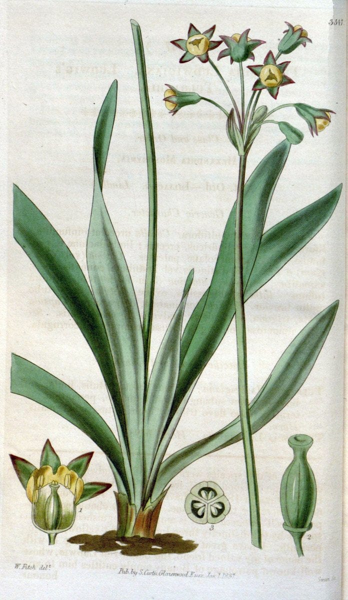 Curtis's botanical magazine. London ; New York [etc.] :Academic Press [etc.]. | "Botanical illustration" Botany Periodicals "Pictorial works" "Plants, Ornamental"  | Vintage Print Reproduction 447333