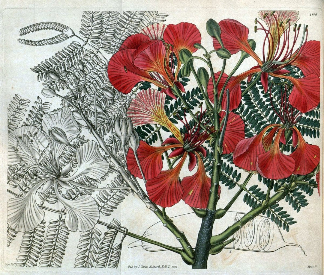 Curtis's botanical magazine. London ; New York [etc.] :Academic Press [etc.]. | "Botanical illustration" Botany Periodicals "Pictorial works" "Plants, Ornamental"  | Vintage Print Reproduction 447335