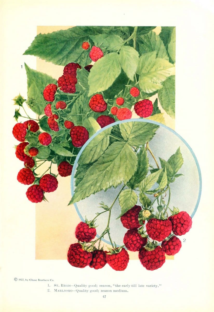 Chase fruit and flowers in natural colorsRochester, N.Y.,Chase brothers company[c1922] | Vintage Print Reproduction 447362