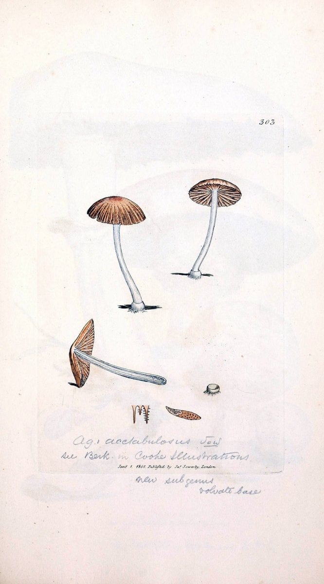 Coloured figures of English fungi or mushrooms. London,Printed by J. Davis,1797-[1809]. | England Mushrooms  | Vintage Print Reproduction 447368