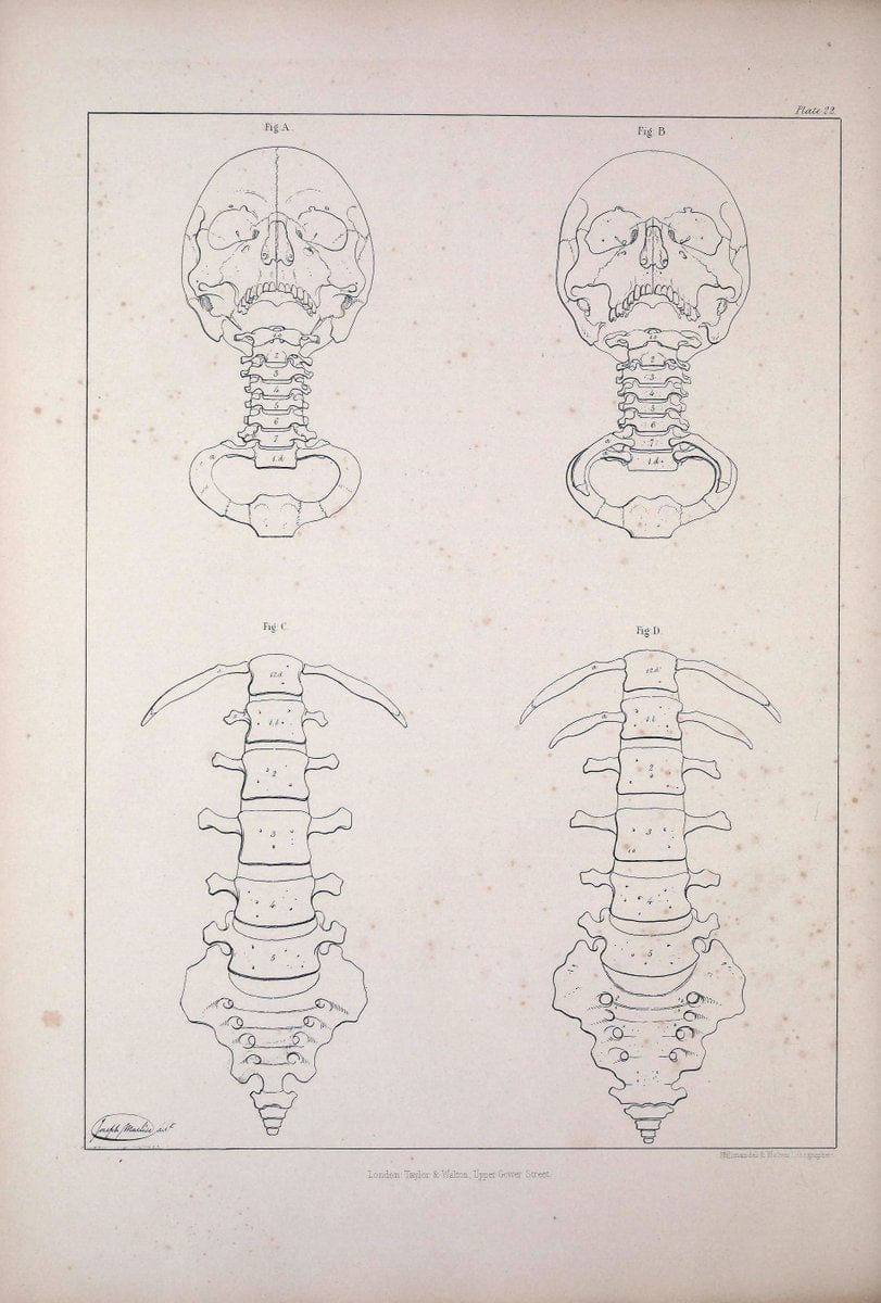 Comparative osteology:.London,Taylor and Walton,1847.  | Bones | Vintage Print Reproduction 447370