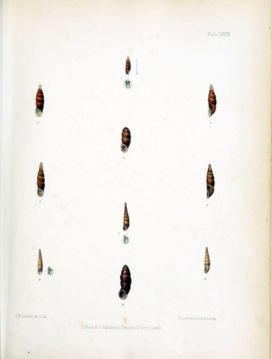 Conchologia indica,.London,1870-1876.. |  | Vintage Print Reproduction 447374