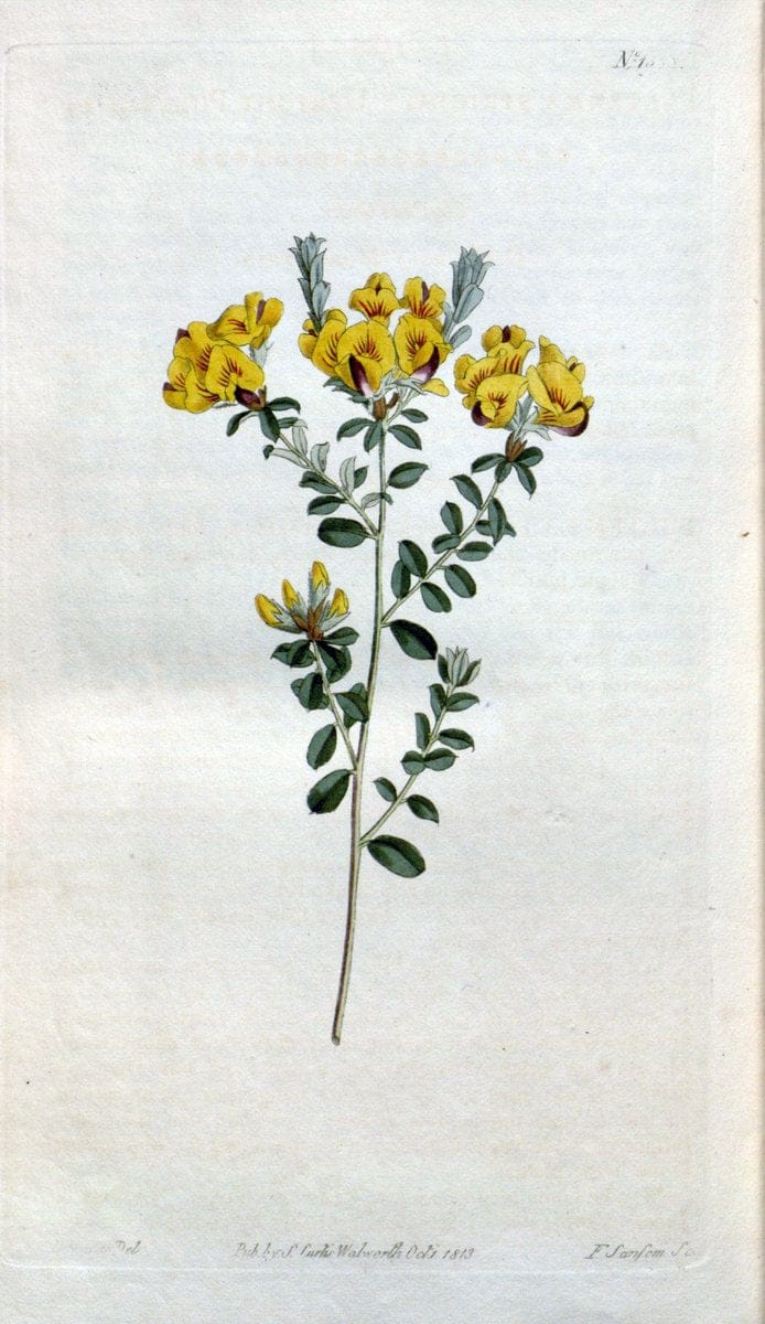 Curtis's botanical magazine. London ; New York [etc.] :Academic Press [etc.]. | "Botanical illustration" Botany Periodicals "Pictorial works" "Plants, Ornamental"  | Vintage Print Reproduction 447389