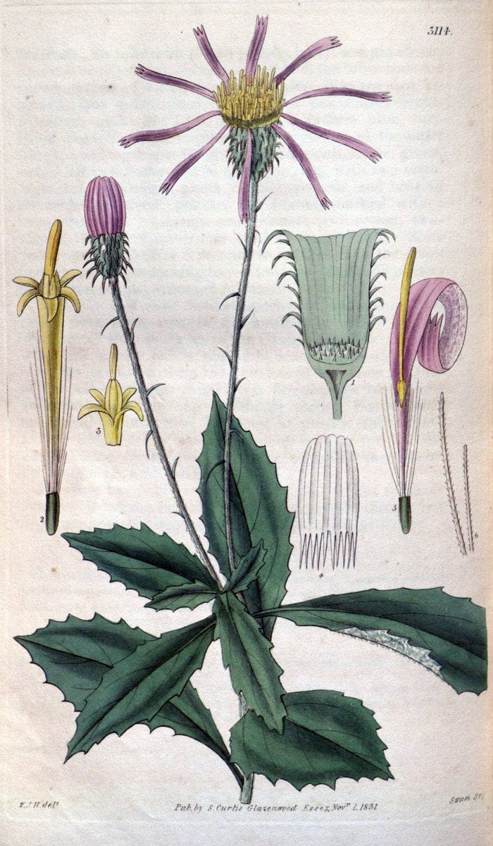Curtis's botanical magazine..London ;New York [etc.] :Academic Press [etc.]. |  | Vintage Print Reproduction 447406