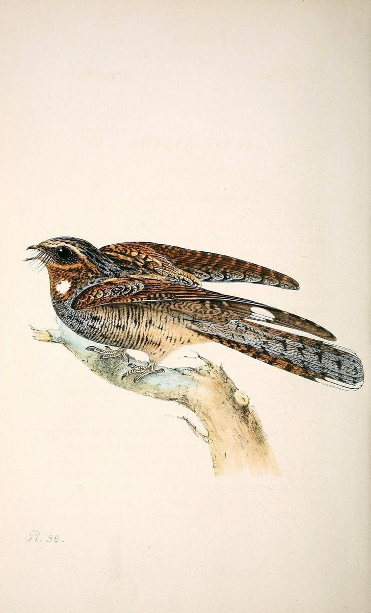 Coloured illustrations of British birds, and their eggs /.London :G.W. Nickisson,1842-1850.. |  | Vintage Print Reproduction 447412