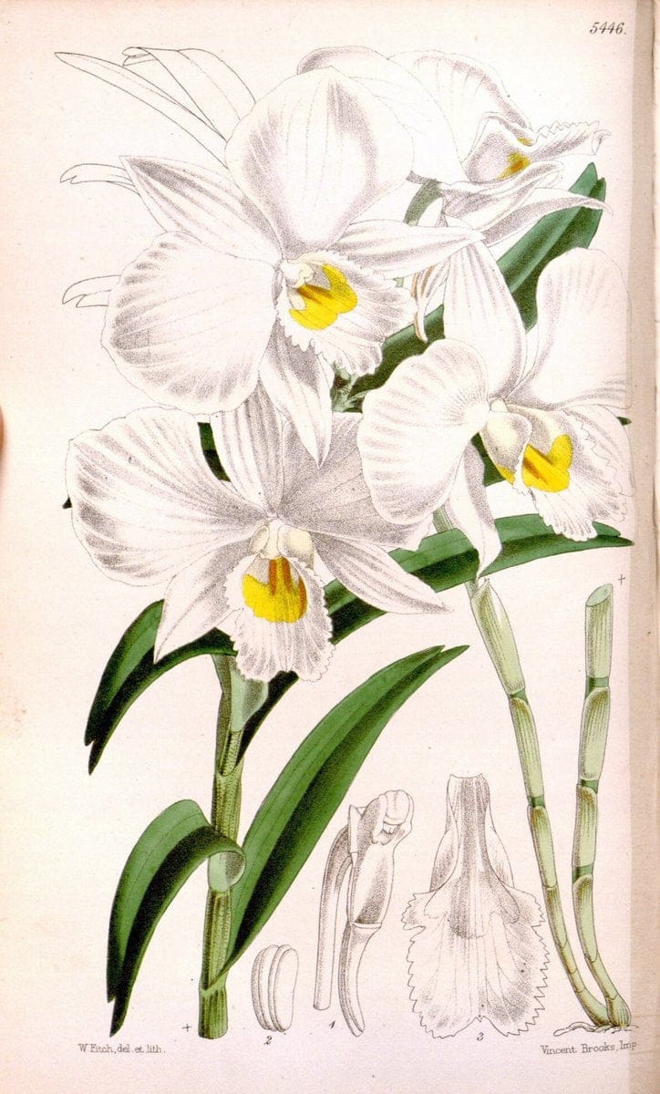 Curtis's botanical magazine..London ;New York [etc.] :Academic Press [etc.]. |  | Vintage Print Reproduction 447432