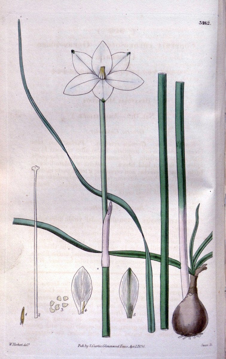 Curtis's botanical magazine. London ;New York [etc.] :Academic Press [etc.]. | Botany Periodicals "Pictorial works"  | Vintage Print Reproduction 447437