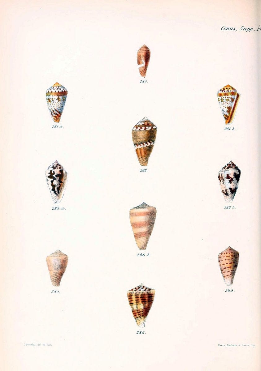 Conchologia iconica, or, Illustrations of the shells of molluscous animals. v.1London :Reeve, Brothers,1843-1878. | Mollusks "Pictorial works" Shells  | Vintage Print Reproduction 447445