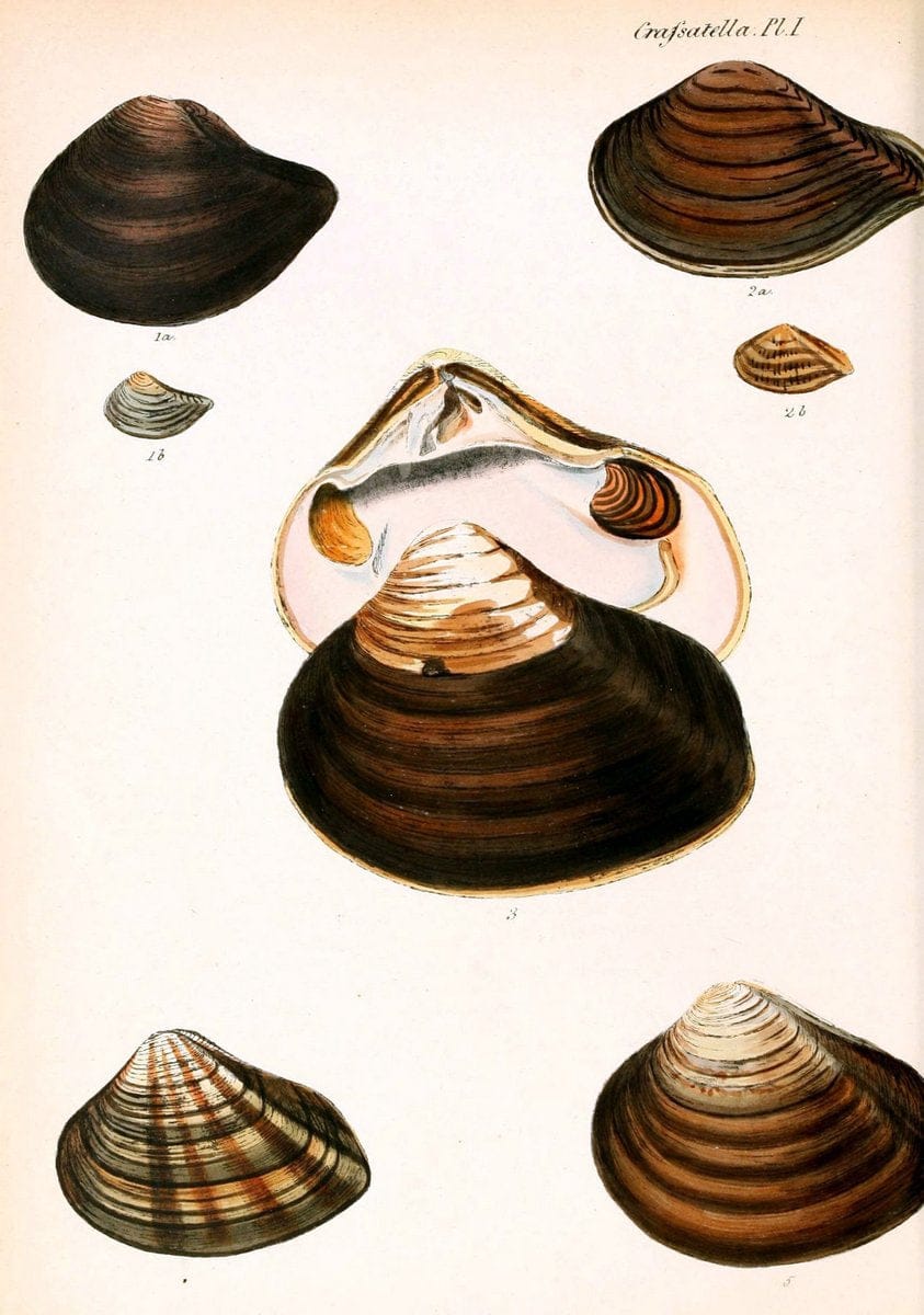 Conchologia iconica, or, Illustrations of the shells of molluscous animals. v.1London :Reeve, Brothers,1843-1878. | Mollusks "Pictorial works" Shells  | Vintage Print Reproduction 447446