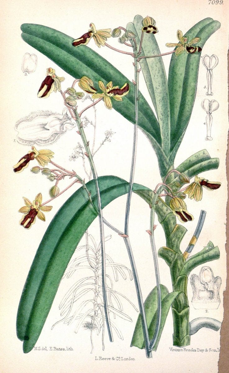 Curtis's botanical magazine. London ; New York [etc.] :Academic Press [etc.]. | "Botanical illustration" Botany Periodicals "Pictorial works" "Plants, Ornamental"  | Vintage Print Reproduction 447449
