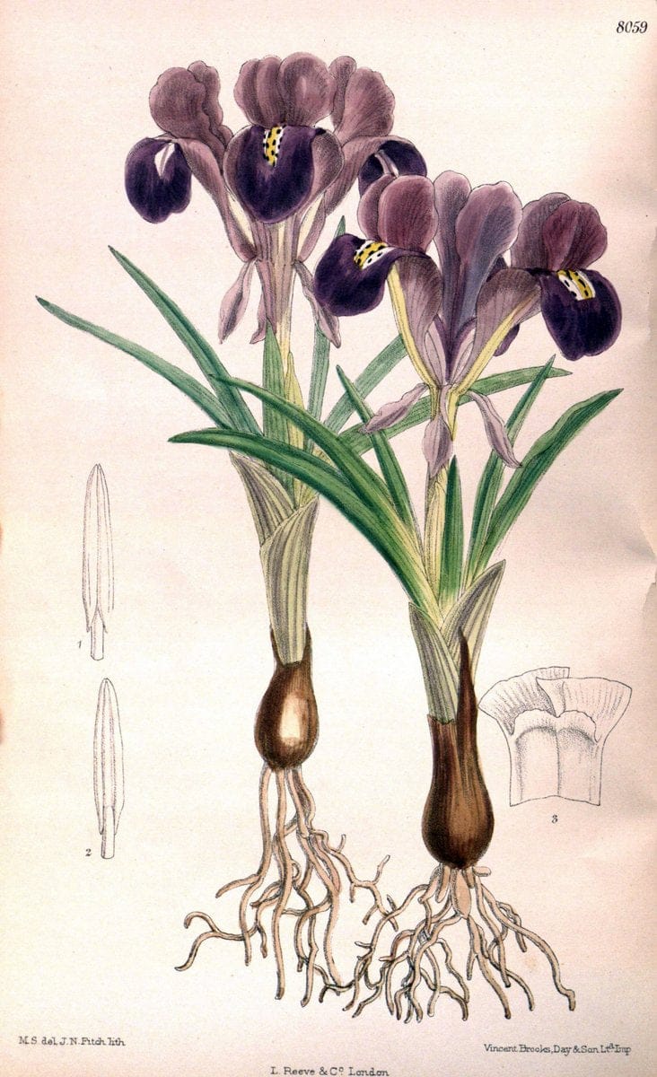 Curtis's botanical magazine. London ; New York [etc.] :Academic Press [etc.]. | "Botanical illustration" Botany Periodicals "Pictorial works" "Plants, Ornamental"  | Vintage Print Reproduction 447450
