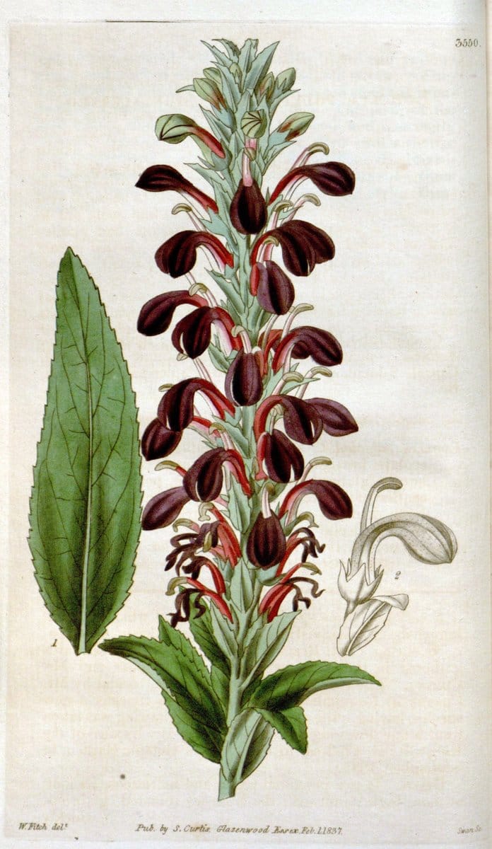 Curtis's botanical magazine. London ; New York [etc.] :Academic Press [etc.]. | "Botanical illustration" Botany Periodicals "Pictorial works" "Plants, Ornamental"  | Vintage Print Reproduction 447451