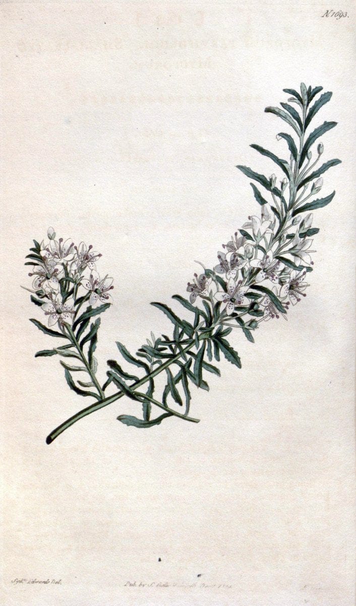Curtis's botanical magazine. London ; New York [etc.] :Academic Press [etc.]. | "Botanical illustration" Botany Periodicals "Pictorial works" "Plants, Ornamental"  | Vintage Print Reproduction 447452