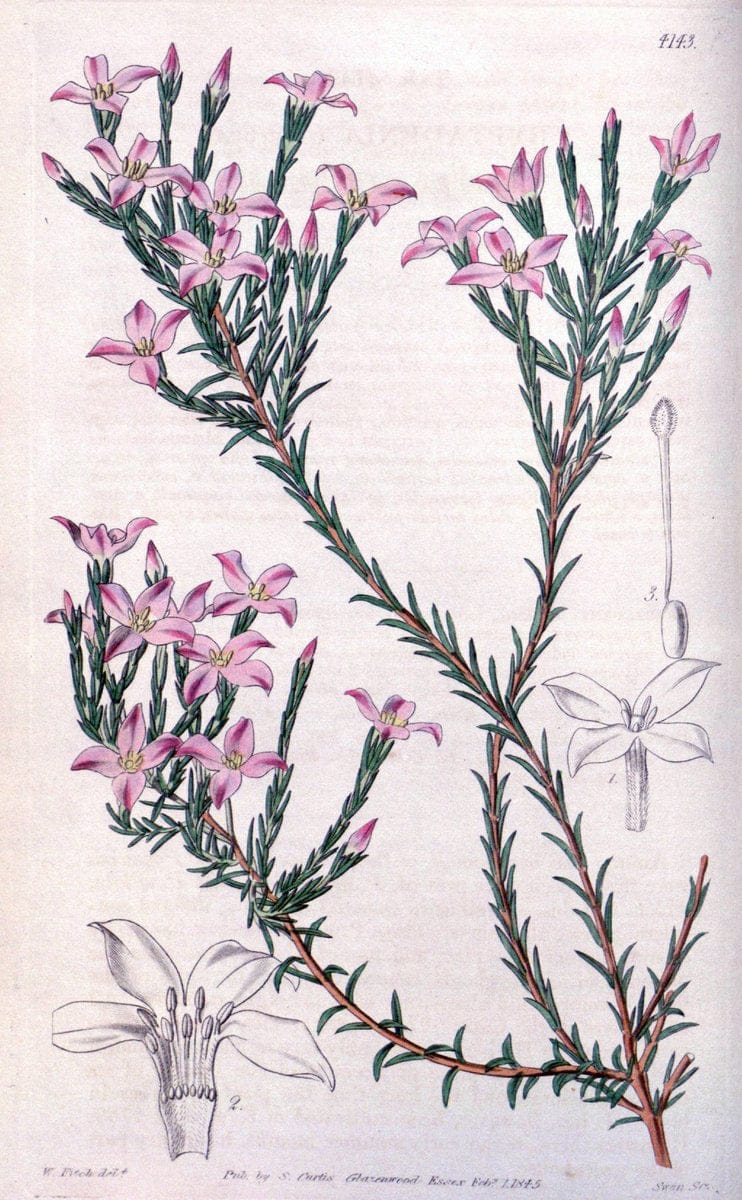 Curtis's botanical magazine. London ; New York [etc.] :Academic Press [etc.]. | "Botanical illustration" Botany Periodicals "Pictorial works" "Plants, Ornamental"  | Vintage Print Reproduction 447453