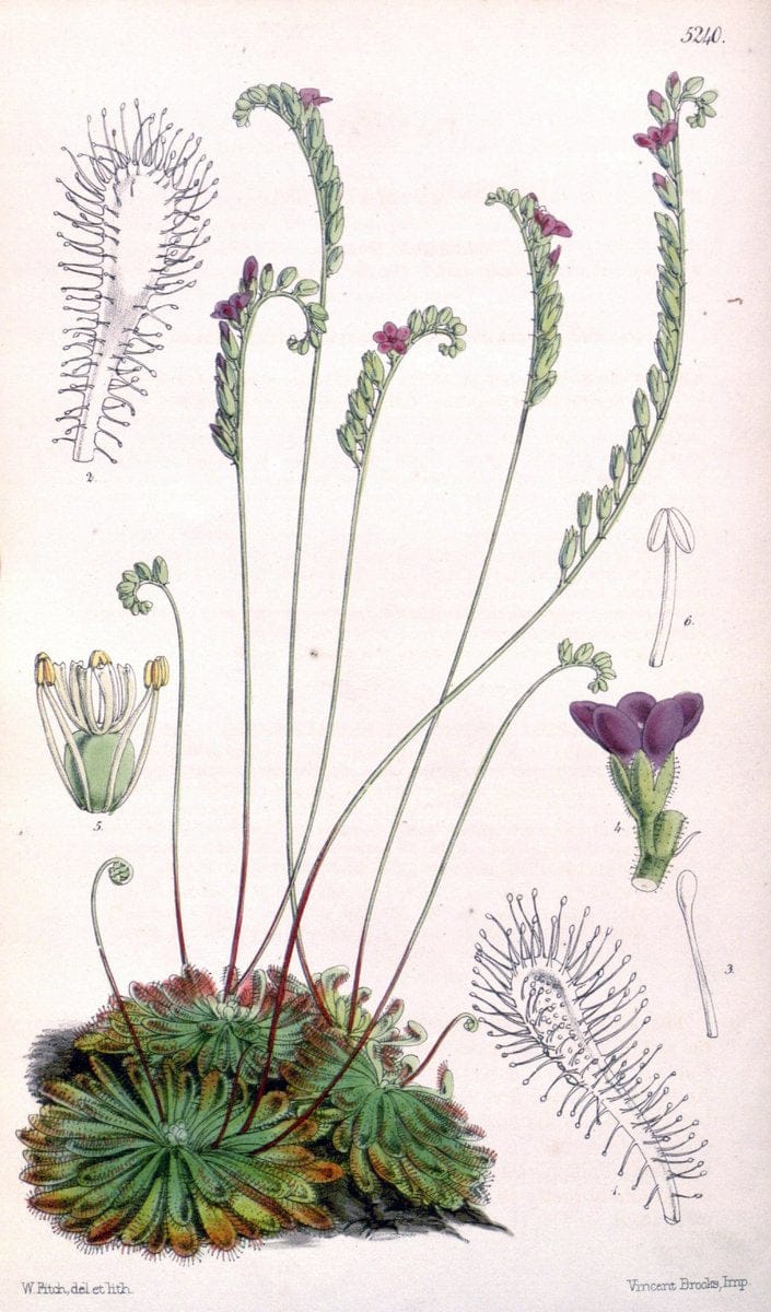 Curtis's botanical magazine. London ; New York [etc.] :Academic Press [etc.]. | "Botanical illustration" Botany Periodicals "Pictorial works" "Plants, Ornamental"  | Vintage Print Reproduction 447454