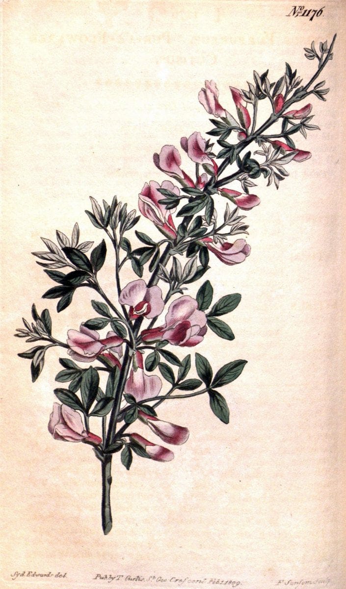 Curtis's botanical magazine. London ; New York [etc.] :Academic Press [etc.]. | "Botanical illustration" Botany Periodicals "Pictorial works" "Plants, Ornamental"  | Vintage Print Reproduction 447455