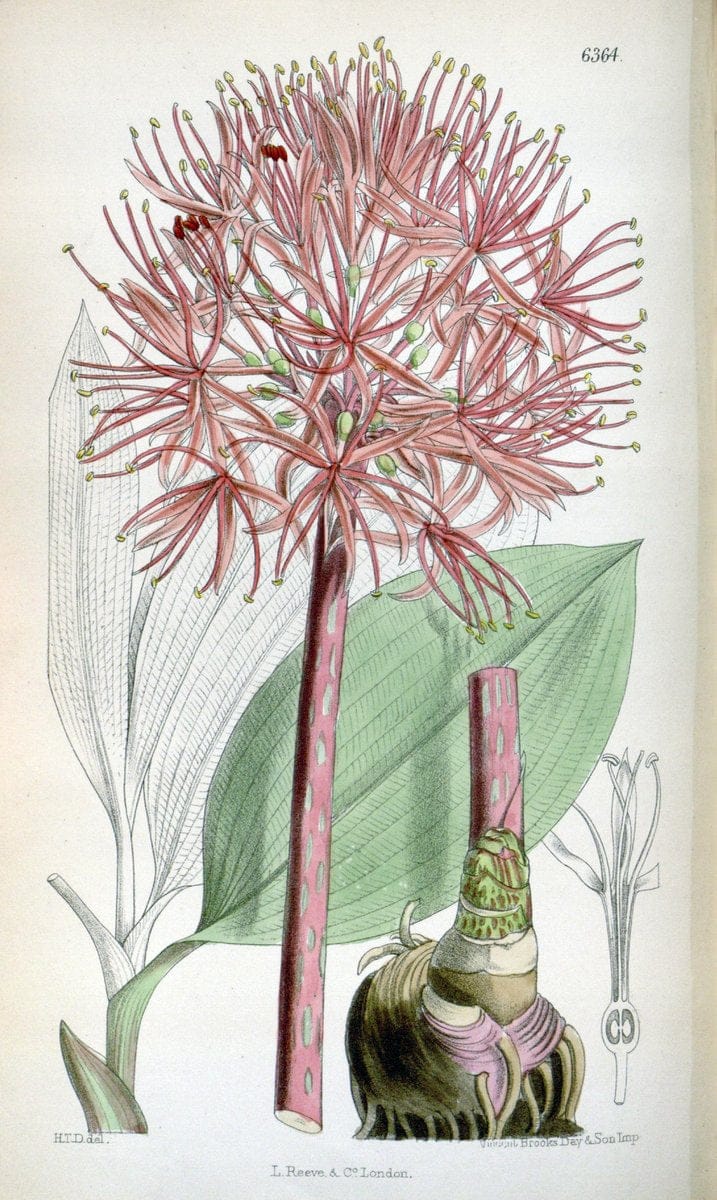 Curtis's botanical magazine. London ; New York [etc.] :Academic Press [etc.]. | "Botanical illustration" Botany Periodicals "Pictorial works" "Plants, Ornamental"  | Vintage Print Reproduction 447456