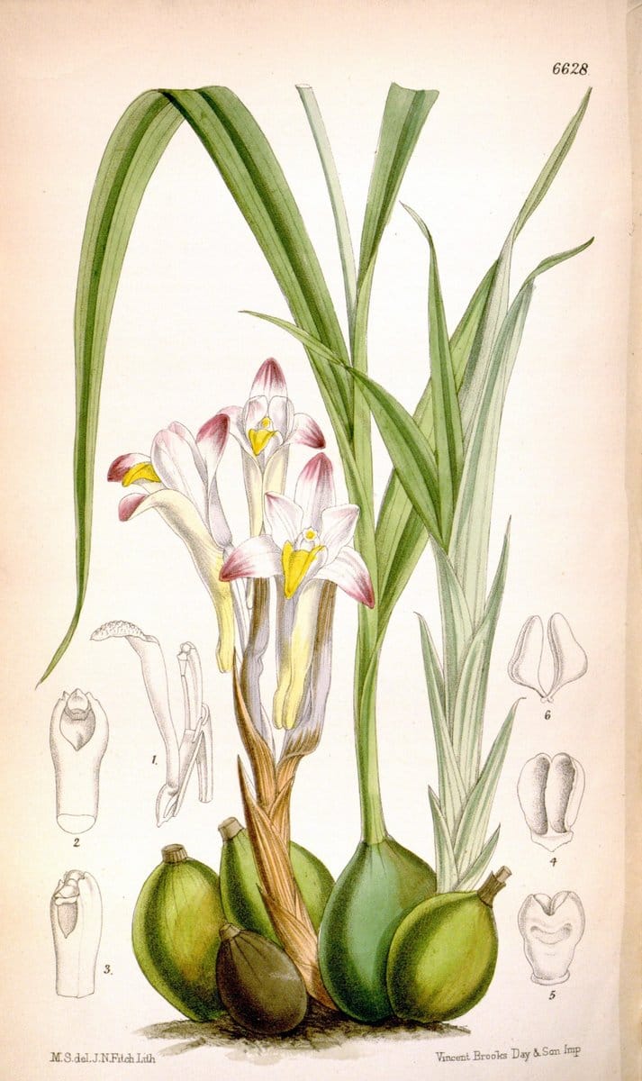 Curtis's botanical magazine. London ; New York [etc.] :Academic Press [etc.]. | "Botanical illustration" Botany Periodicals "Pictorial works" "Plants, Ornamental"  | Vintage Print Reproduction 447457