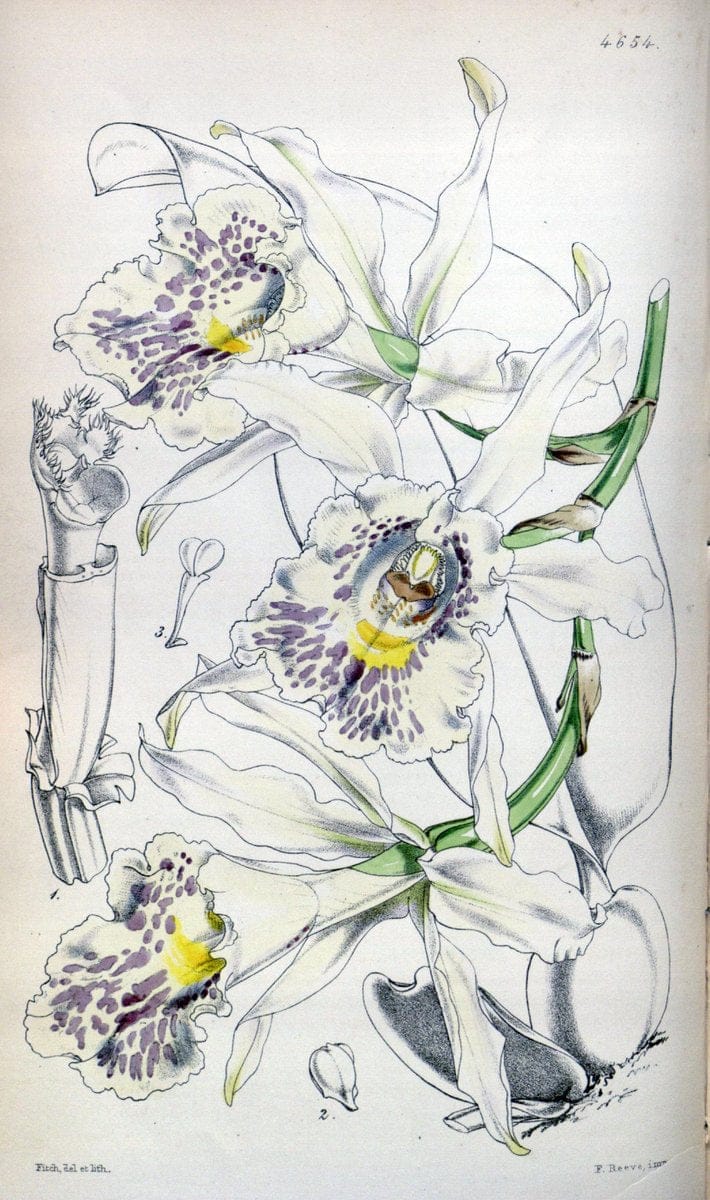 Curtis's botanical magazine. London ; New York [etc.] :Academic Press [etc.]. | "Botanical illustration" Botany Periodicals "Pictorial works" "Plants, Ornamental"  | Vintage Print Reproduction 447458