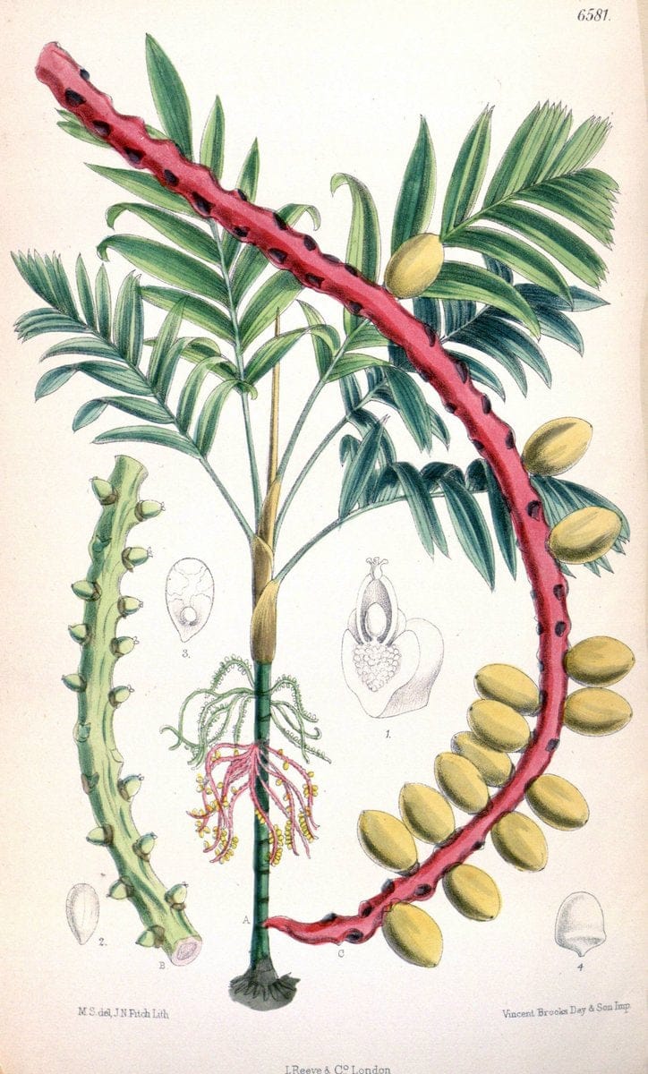 Curtis's botanical magazine. London ; New York [etc.] :Academic Press [etc.]. | "Botanical illustration" Botany Periodicals "Pictorial works" "Plants, Ornamental"  | Vintage Print Reproduction 447459
