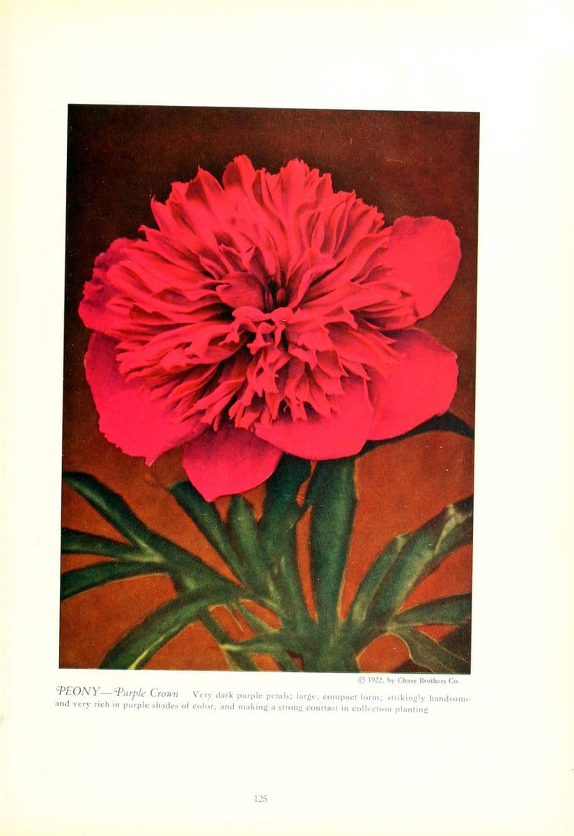 Dragable Image
