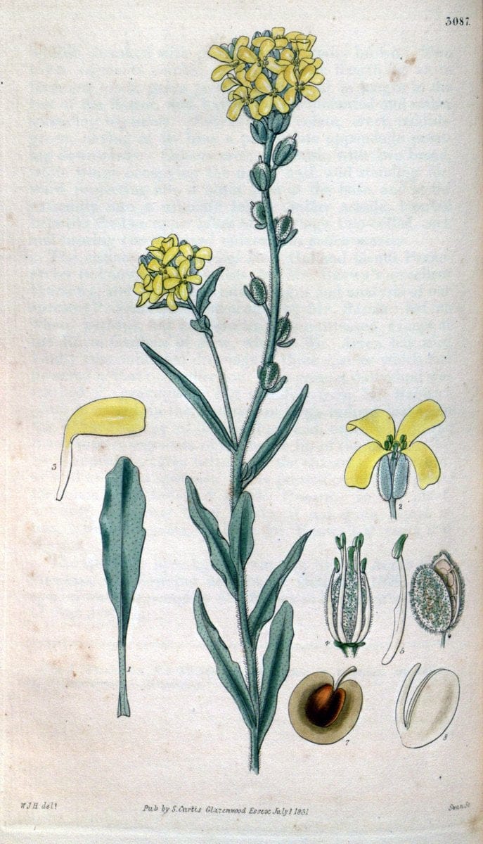 Curtis's botanical magazine..London ;New York [etc.] :Academic Press [etc.]. |  | Vintage Print Reproduction 447496