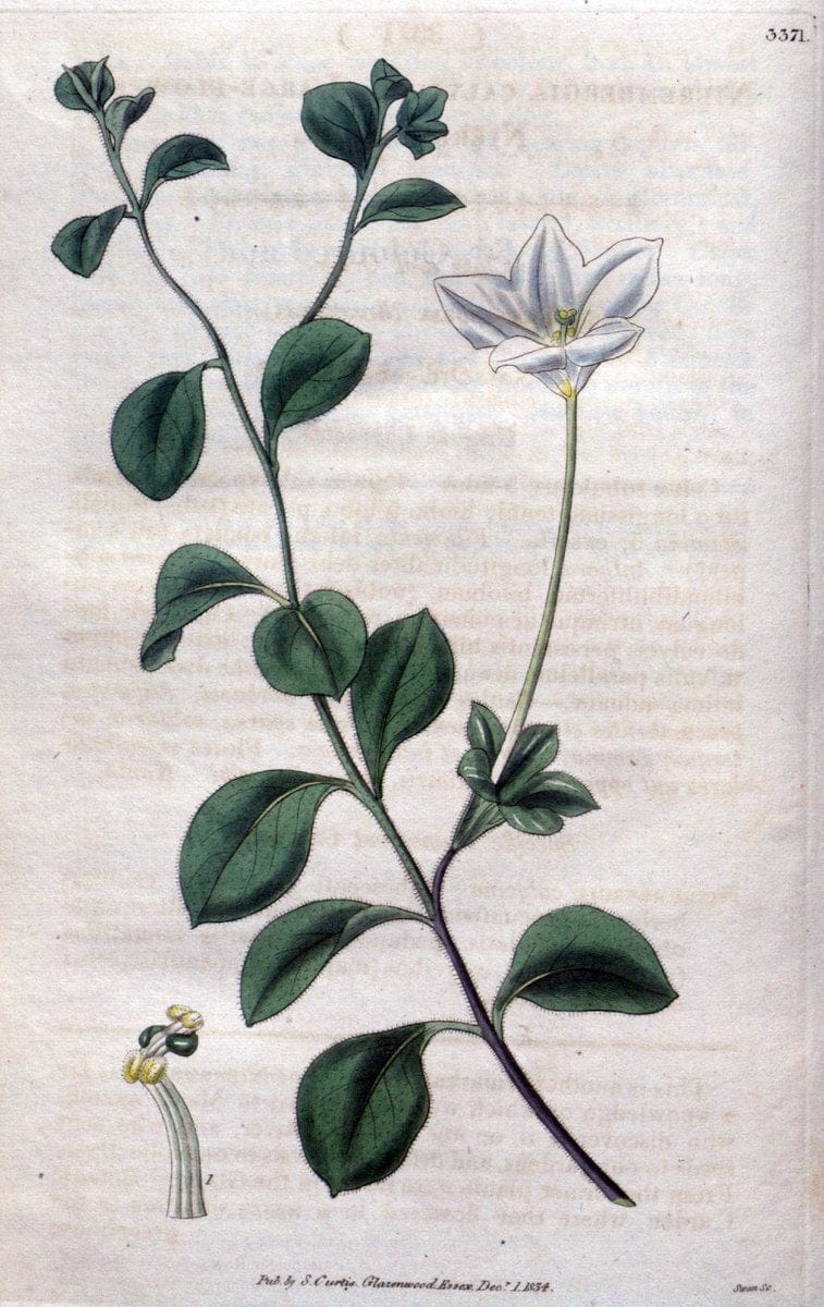 Curtis's botanical magazine..London ;New York [etc.] :Academic Press [etc.]. |  | Vintage Print Reproduction 447497