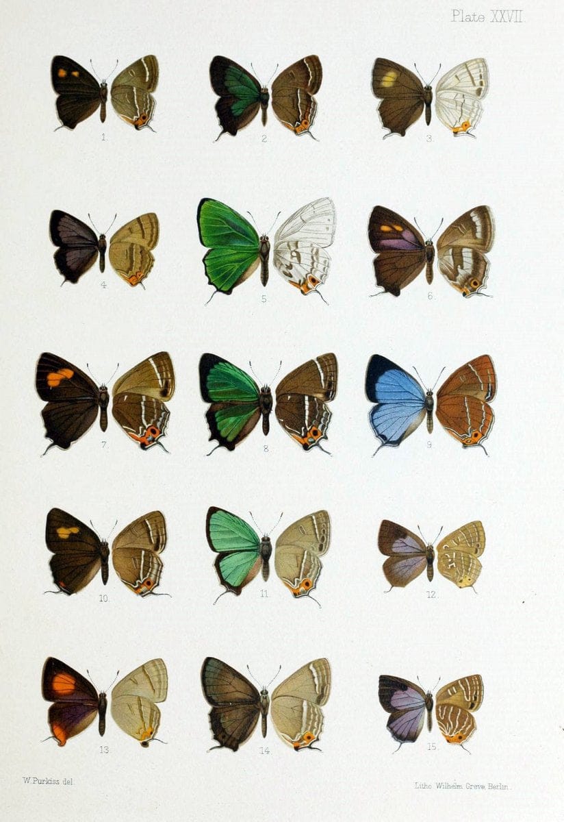 Butterflies from China, Japan, and Corea. London,R.H. Porter,1892-94.  | Butterflies China Japan Korea  | Vintage Print Reproduction 447503