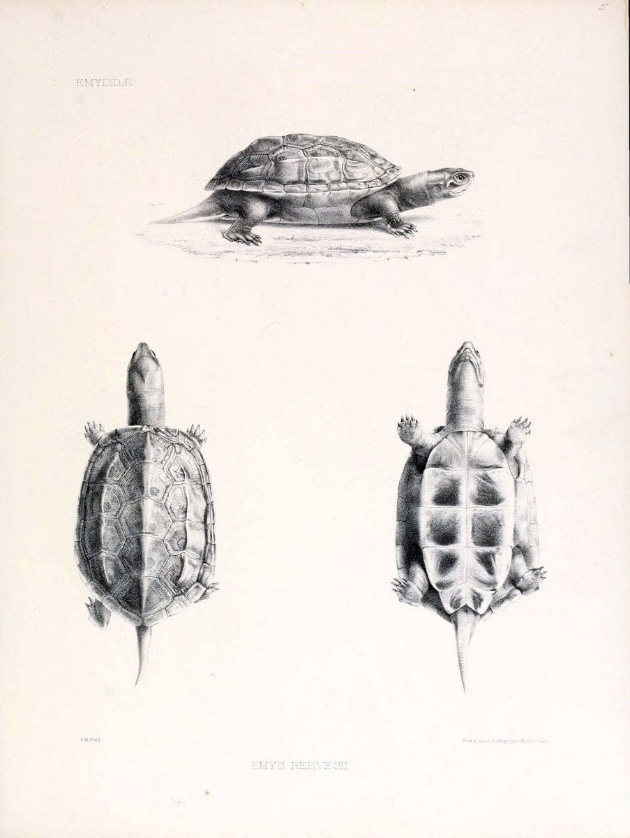 Catalogue of shield reptiles in the collection of the British Museum /.London :Printed by order of the Trustees,1855-1872.  | Vintage Print Reproduction 447506