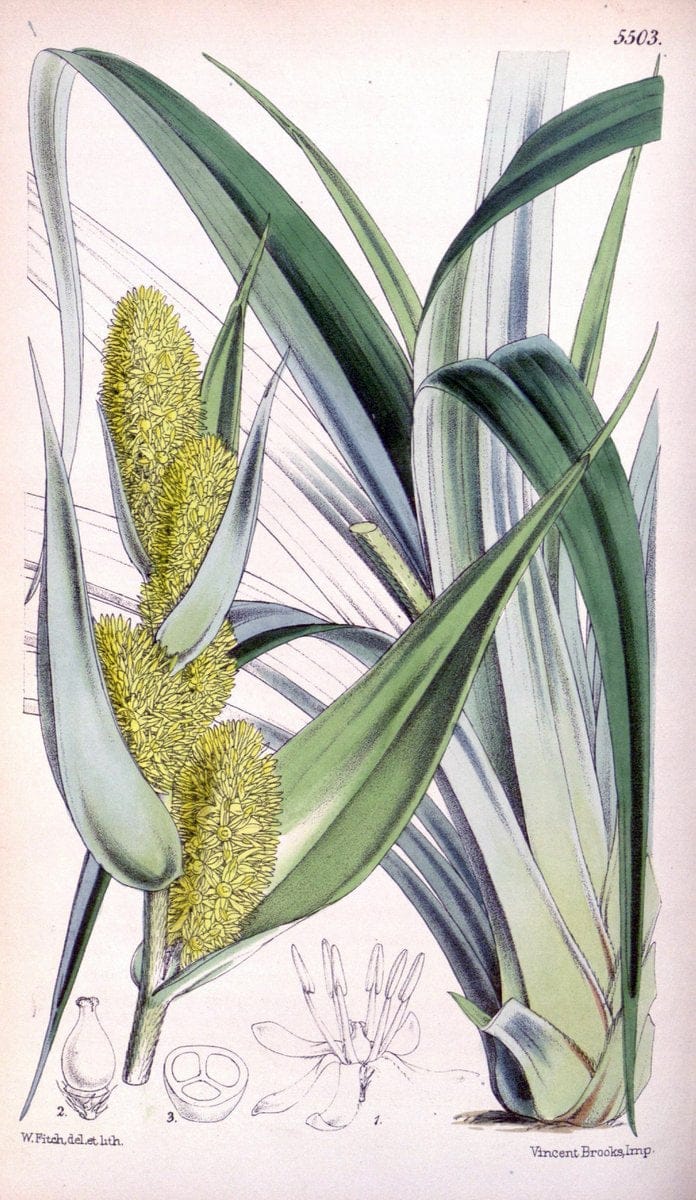 Curtis's botanical magazine..London ;New York [etc.] :Academic Press [etc.]. |  | Vintage Print Reproduction 447533