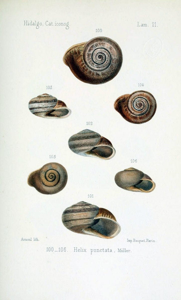 Catalogo iconografico y descriptivo de los moluscos terrestres de EspaÃ Â±a, Portugal y la | "Balearic Islands" Mollusks Portugal Spain  | Vintage Print Reproduction 447543