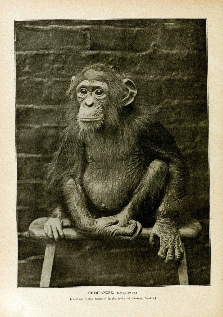 Cassell's natural history. London [etc]Cassell & Company, Limited,1896.  | "Animal behavior" Animals Nomenclature  | Vintage Print Reproduction 447545