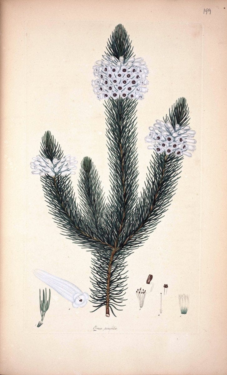 Coloured engravings of heaths :.London :Published by the Author. Printed by T. Bensley,1802-09 [1830]. |  | Vintage Print Reproduction 447546