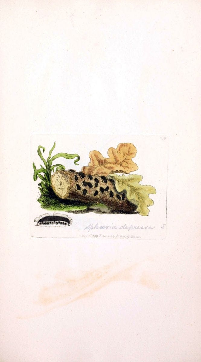 Coloured figures of English fungi or mushrooms. London,Printed by J. Davis,1797-[1809]. | England Mushrooms  | Vintage Print Reproduction 447547