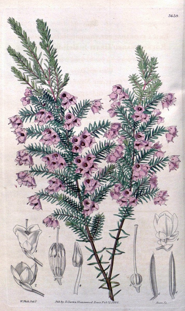Curtis's botanical magazine..London ;New York [etc.] :Academic Press [etc.]. |  | Vintage Print Reproduction 447562